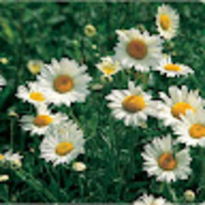 Meet your Posher, Zeliha